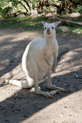 the albino western grey kangaroo is standing on its hind legs
