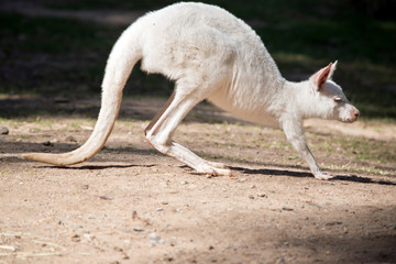 this is a side view of a joey albino western grey kangaroo
