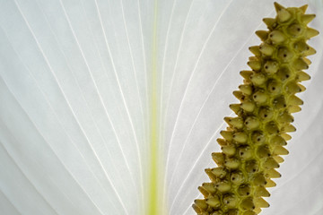 extreme close up of a peace lily,  just the leaf in focus, the spadix is blurred