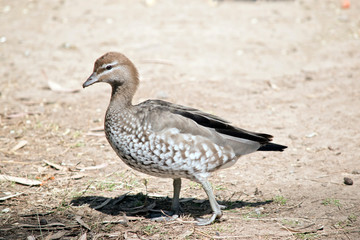this is a side view of a an Australian wood duck
