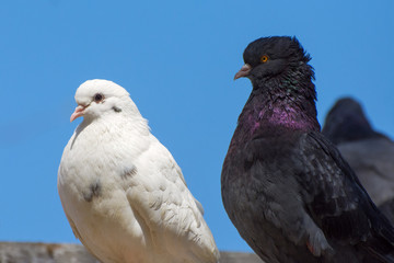 Two pigeons, white and gray, on the roof. Breeding courier pigeons.