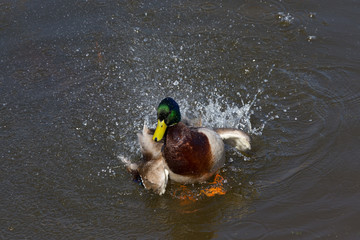 Duck plays on the water surface of the lake