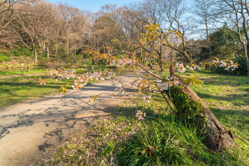 White and pink cherry blossom tree named Satozakura or prunus lannesiana in the forest of the Koishikawa Botanical garden.