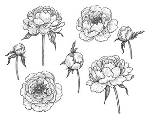Hand drawn Monochrome  Peony Flowers and Buds