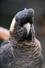 this is a close up of a female red black cockatoo