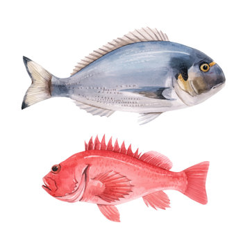 Beautiful Vector Stock Illustration With Watercolor Hand Drawn Sea Bass And Dorado Fish.