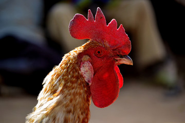 Coq