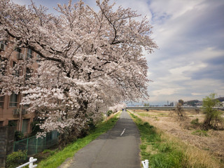 2020, spring. Cherry blossoms that cover the sidewalk.
