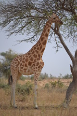 Girafes