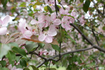 pink cherry tree