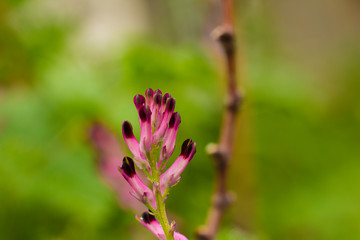 Flor