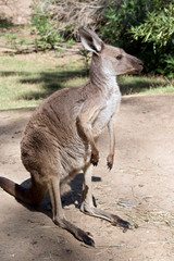 this is a western gray kangaroo
