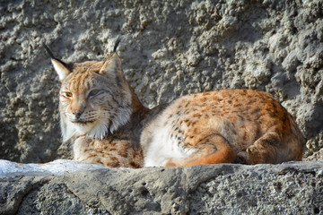 Beautiful wise lynx. The father of a large family of lynx