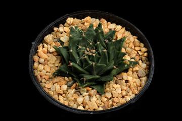 Cactus in a flowerpot on a black background