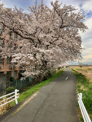 2020, spring. Cherry blossoms that cover the sidewalk.