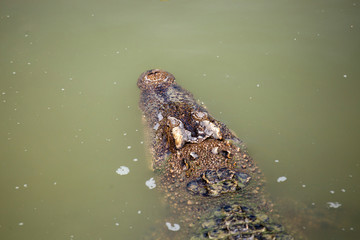 Asia Crocodile in the river