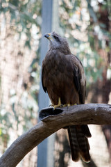 the black kite is perched on a branch