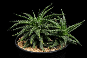Cactus in a flowerpot on a black background