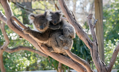 the koala and joey are in a tree