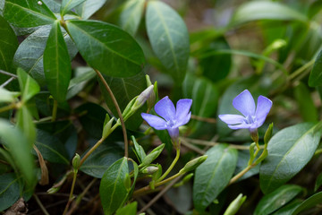 Vinca minor (common names lesser periwinkle or dwarf periwinkle) is a species of flowering plant of the Apocynaceae family.
