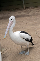 this is a side view of a pelican