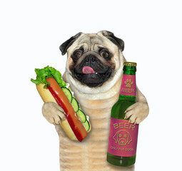 The pug is holding a bottle of beer and a big hot dog. White background. Isolated.