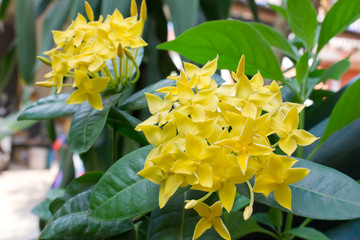 Flowers yellow in season in spring 