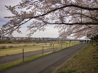 2020, spring. Cherry blossoms bloom again in the park along the river this year.