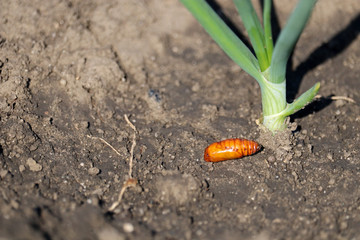 Сhrysalis of a Turnip moth or Turnip dart (Agrotis segetum) on the garden soil. Lepidoptera,...