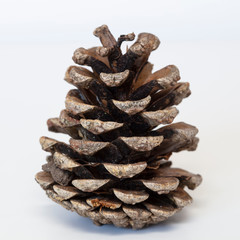 Kiefernzapfen (Pinus)