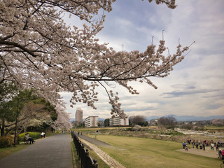 2020, spring. Cherry blossoms bloom again in the park along the river this year.