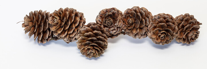 Zweig mit Kiefernzapfen