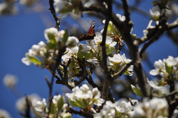 Schmetterling im Blühtenmeer