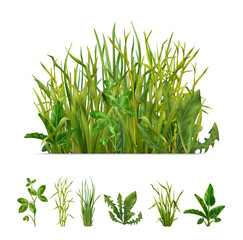 Realistic Grasses Set 