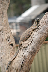 the Rosenberg Lizard is climbing up a tree