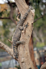 the Rosenberg monitor is climbing down the tree