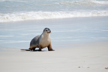 this is a female sea lion  at Seal Bay