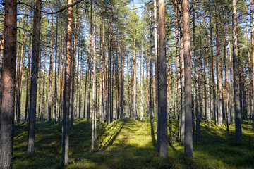 
pine forest in Karelia photo in the afternoon