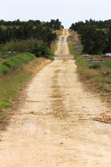 日本最南端、波照間島・サトウキビ畑の夕景