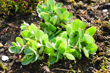 green succulent plant flower garden nature sun gardening