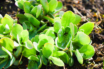 green succulent plant flower garden nature sun gardening