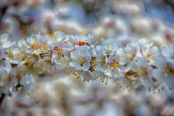 White flowers and buds of an apricot tree in spring blossom