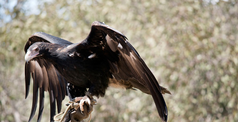 the wedge tail eagle is flapping his wings for balance