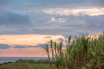 日本最南端、沖縄県波照間島のサトウキビ畑