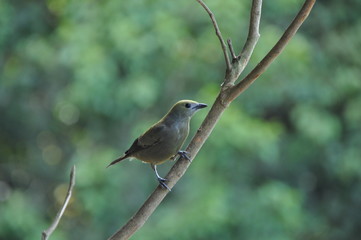 Tangara - Costa Rica