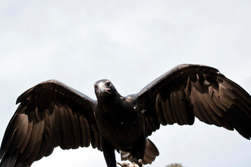 the wedge tail eagle is flapping his wings for balance