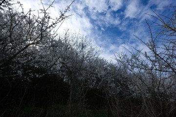Obraz na płótnie Canvas Wczesną wiosną masowo zakwitaja Śliwa tarnina, (Prunus spinosa L.) tworząc piękny akcent dzikiego krajobrazu