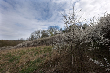 Wczesną wiosną masowo zakwitaja  Śliwa tarnina,  (Prunus spinosa L.)  tworząc piękny akcent dzikiego krajobrazu - obrazy, fototapety, plakaty