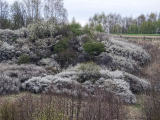 Wczesną wiosną masowo zakwitaja  Śliwa tarnina,  (Prunus spinosa L.)  tworząc piękny akcent...