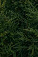 Beautiful natural texture background in the forest